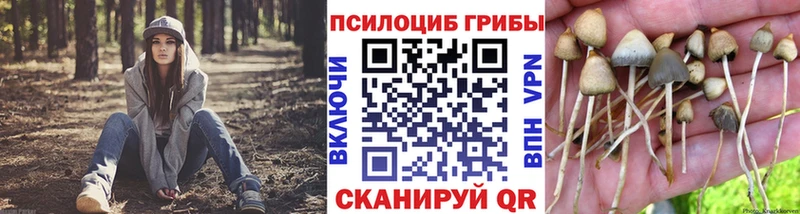 Галлюциногенные грибы Psilocybe  Протвино 
